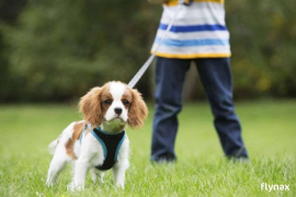 Dog Walking