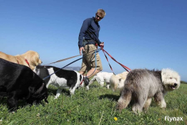 Dog Walking