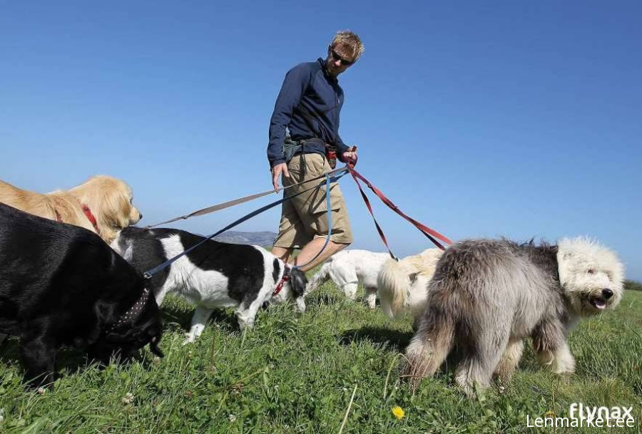 Dog Walking
